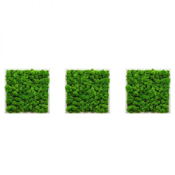 Set 3 rame licheni - Verde 40x40 cm