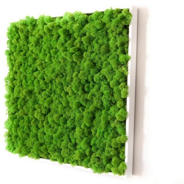 Rama licheni - Verde 40x40 cm